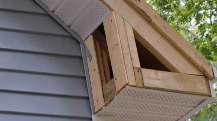 animals-or-birds-in-the-attic