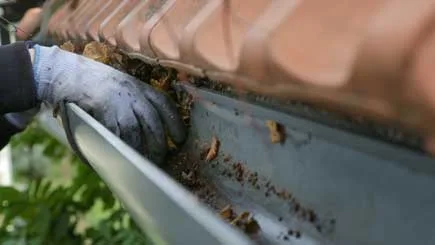 mosquito-pest-control