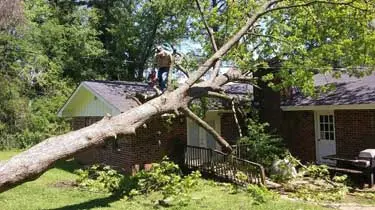 tree-and-debris-impact